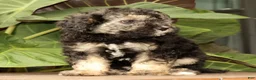 Mini Bernedoodle dogs for sale: Sadie - Ad 4