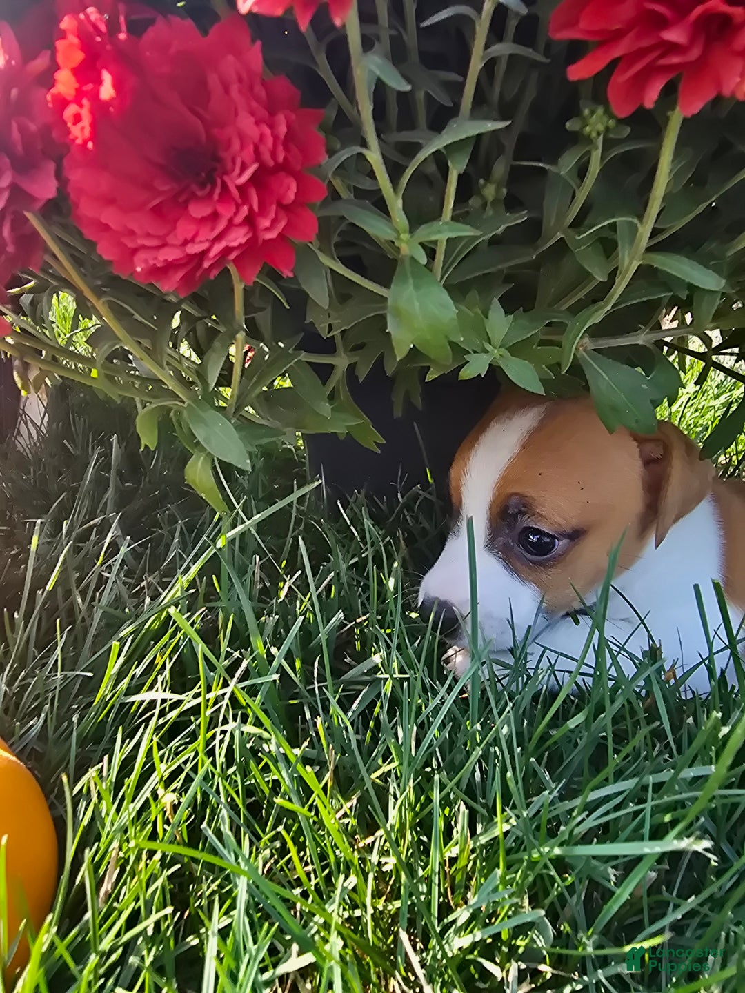 Jack Russell Terrier dogs for sale: Thumbilina - Ad 2