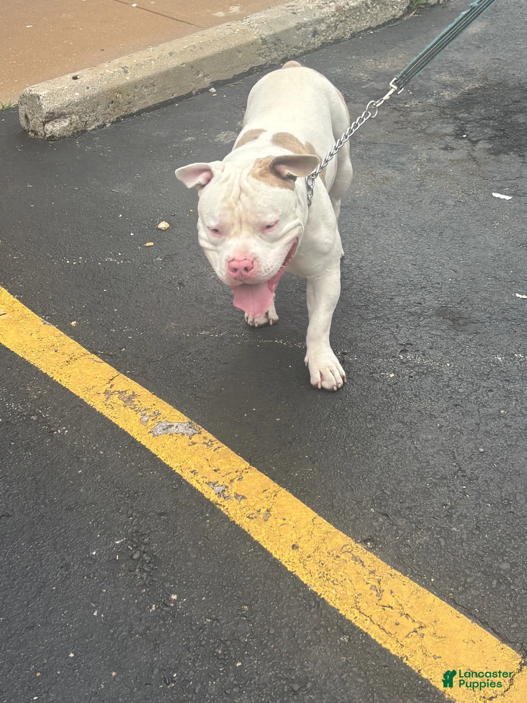 American Pit Bull Terrier dogs for sale: Bull Terrier 1 - Ad 2