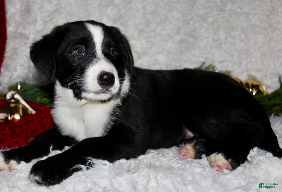 Bernedoodle dogs for sale: Milo - Ad 2