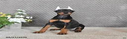 Doberman Pinscher dogs for sale: Sadie - Ad 5