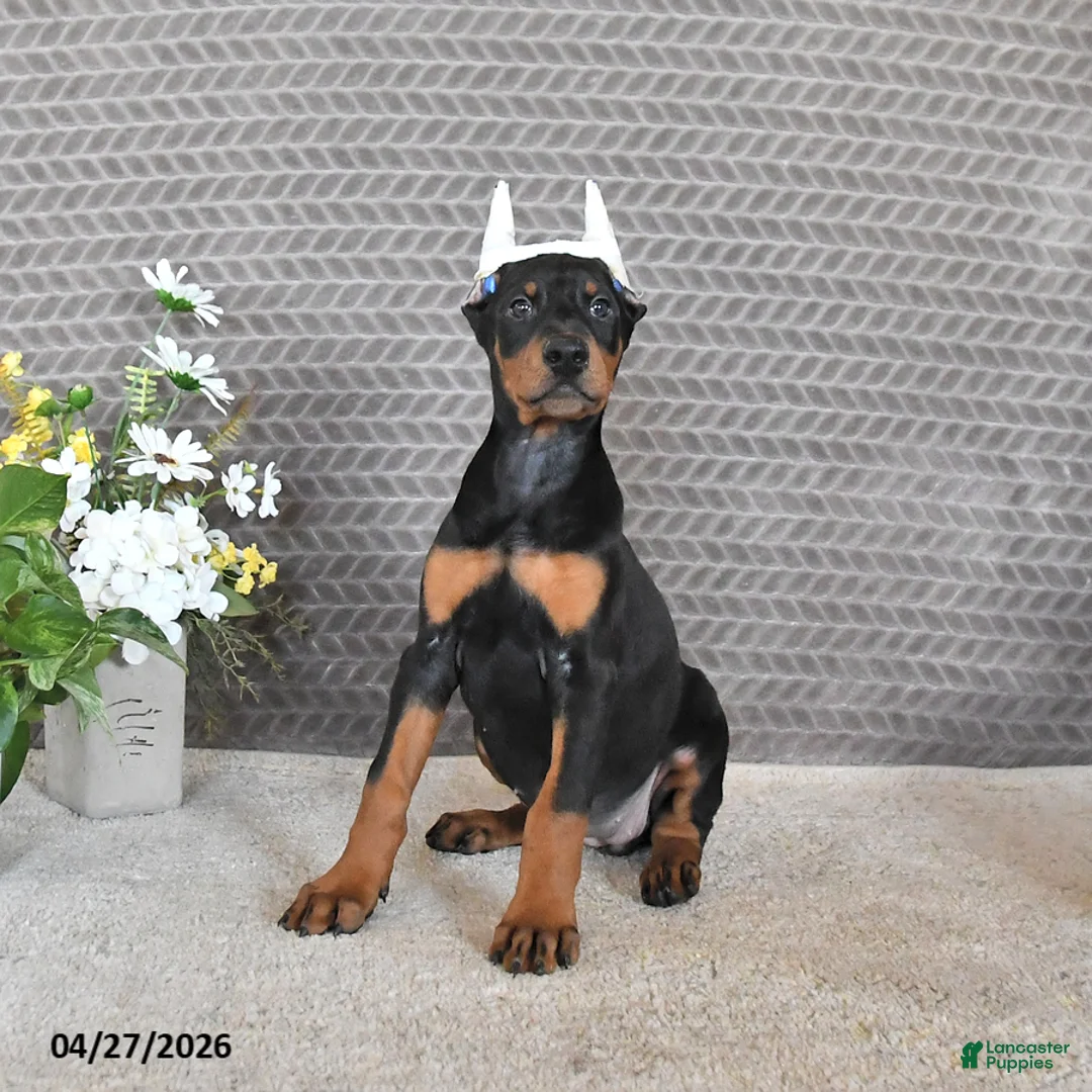Doberman Pinscher dogs for sale: Sadie - Ad 5