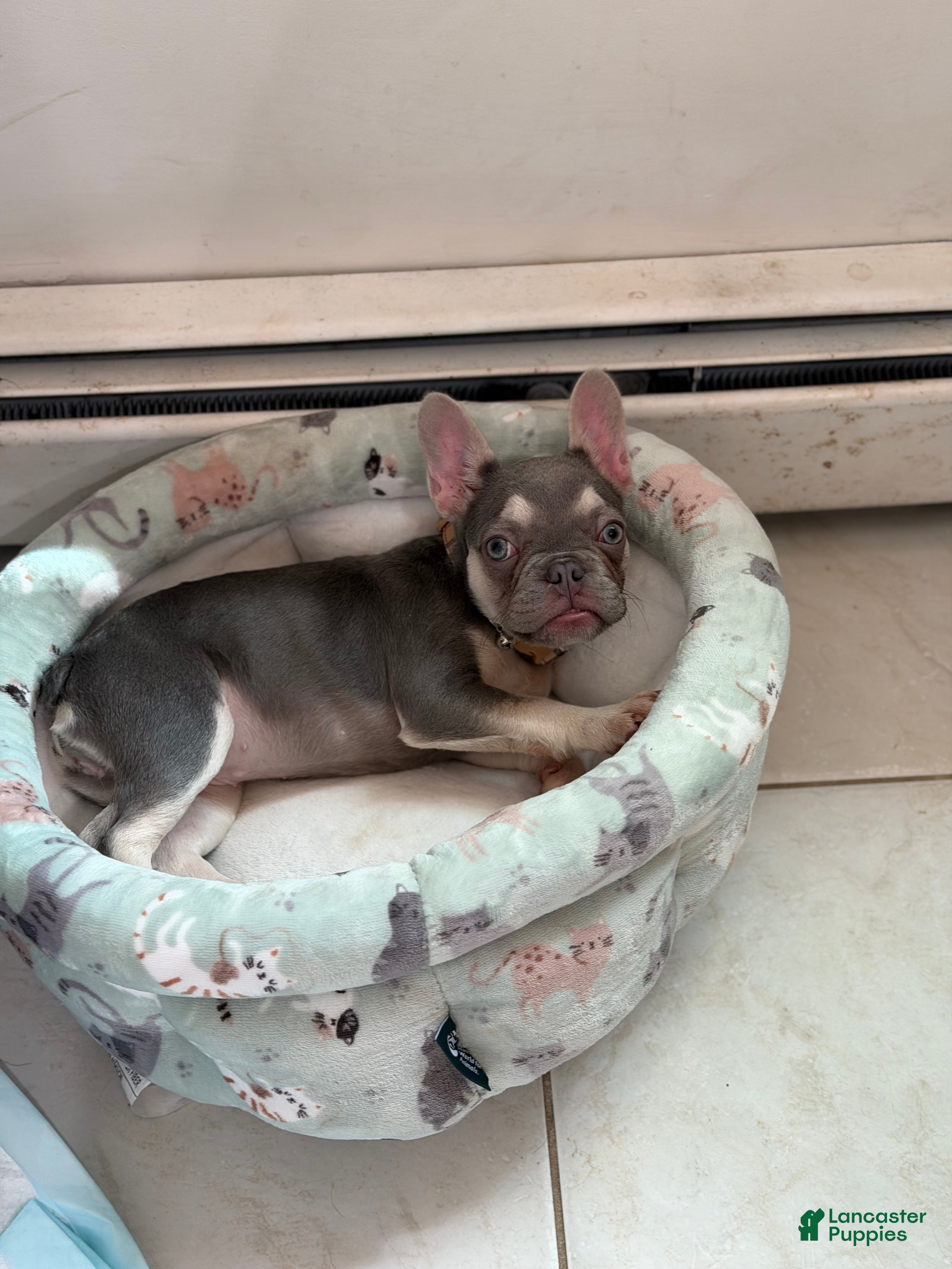 French Bulldog dogs Lilac tan Chanel - Ad 2