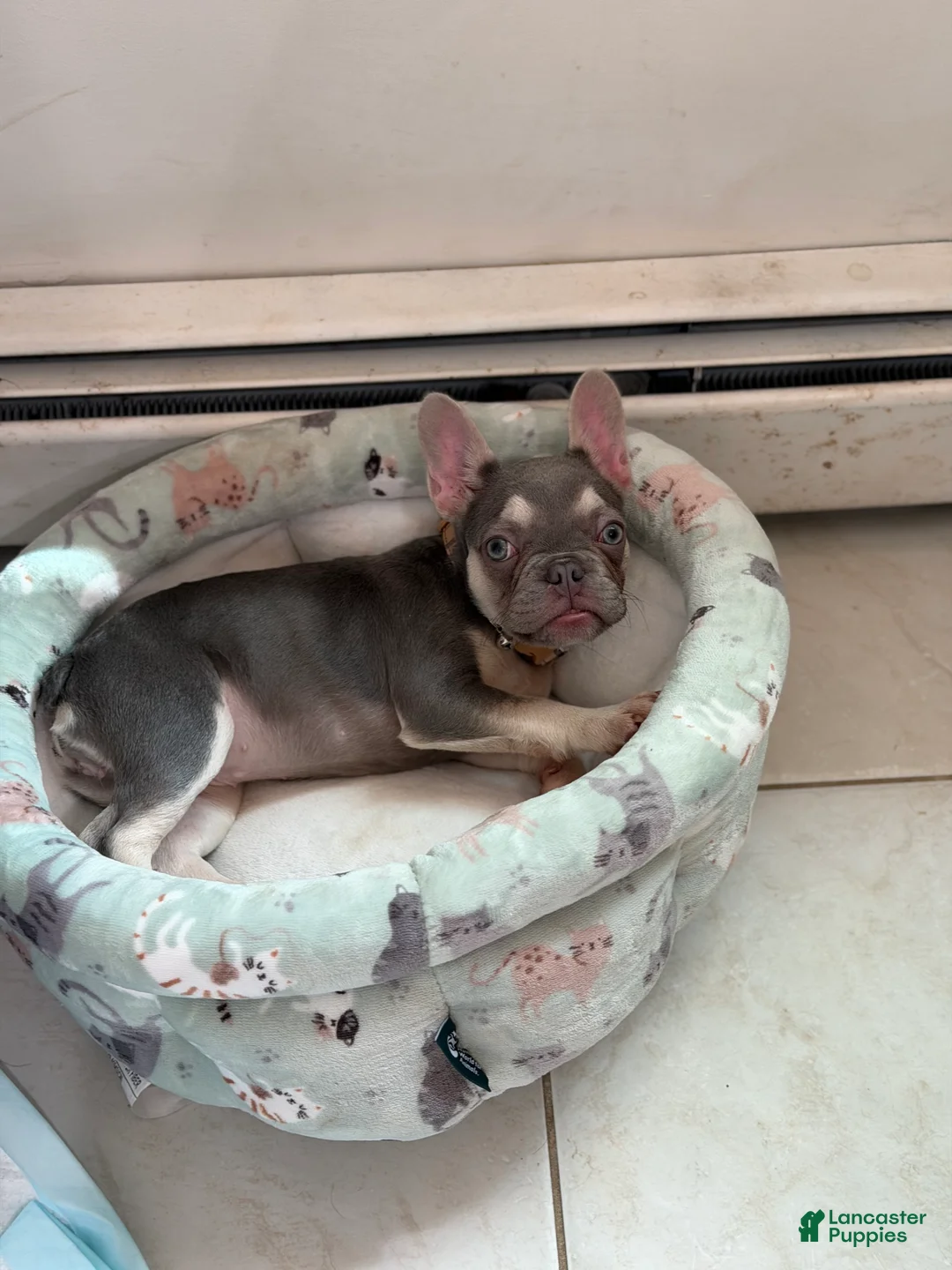 French Bulldog dogs for sale: Lilac tan Chanel - Ad 2