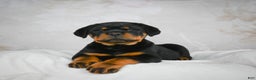 Rottweiler dogs for sale: Blake - Ad 4