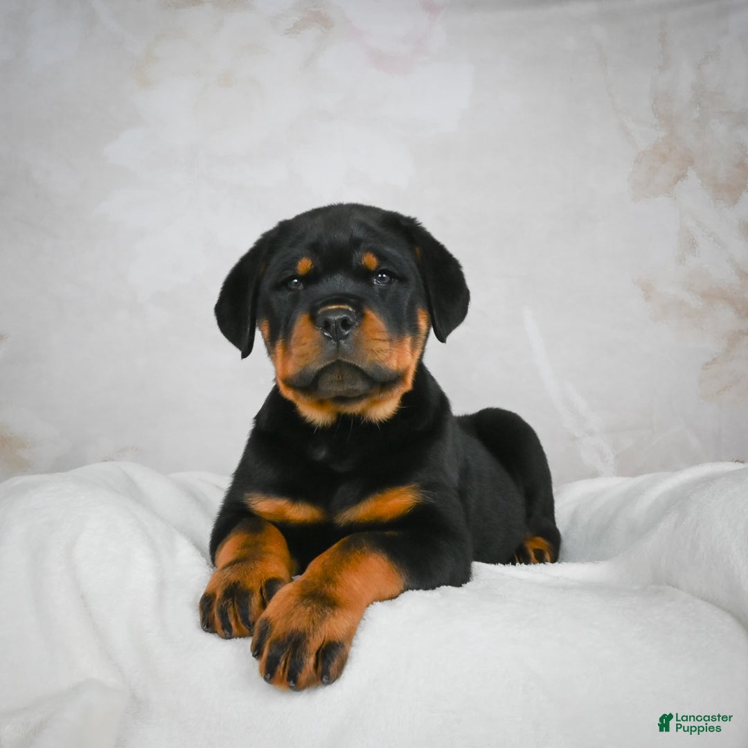 Rottweiler dogs for sale: Blake - Ad 4