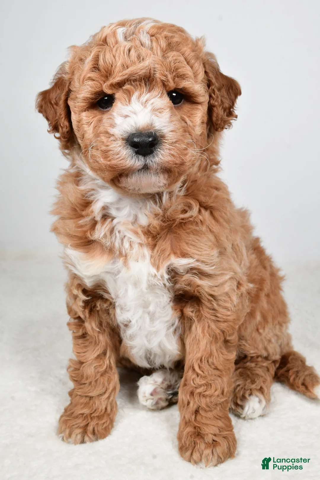 Mini Goldendoodle dogs for sale: Rylan - Ad 2