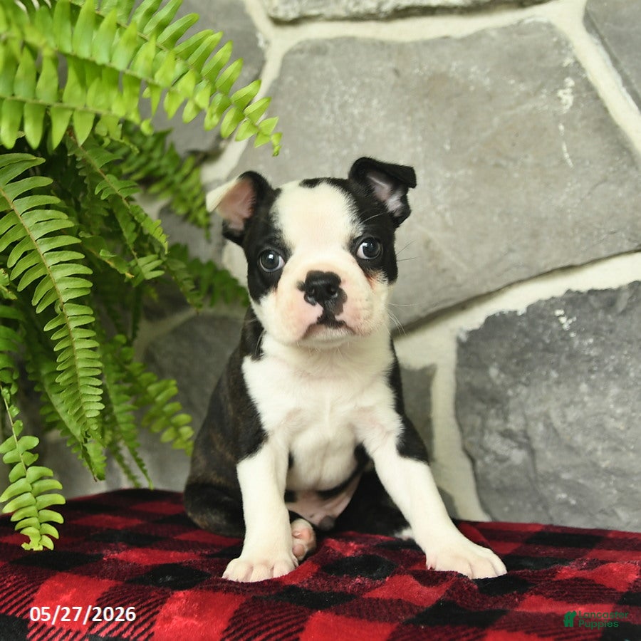 Boston Terrier dogs Teddy  - Ad 1