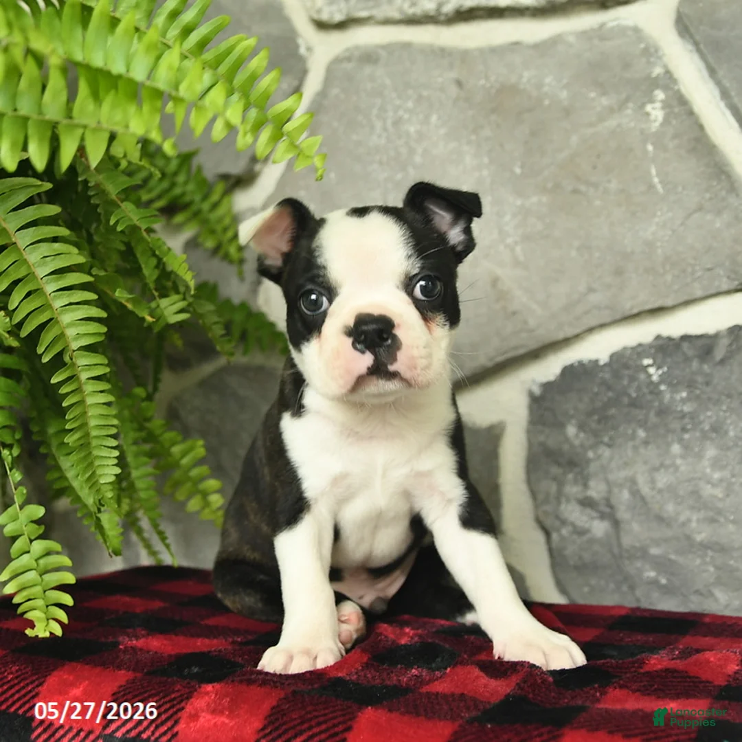Boston Terrier dogs for sale: Teddy  - Ad 1