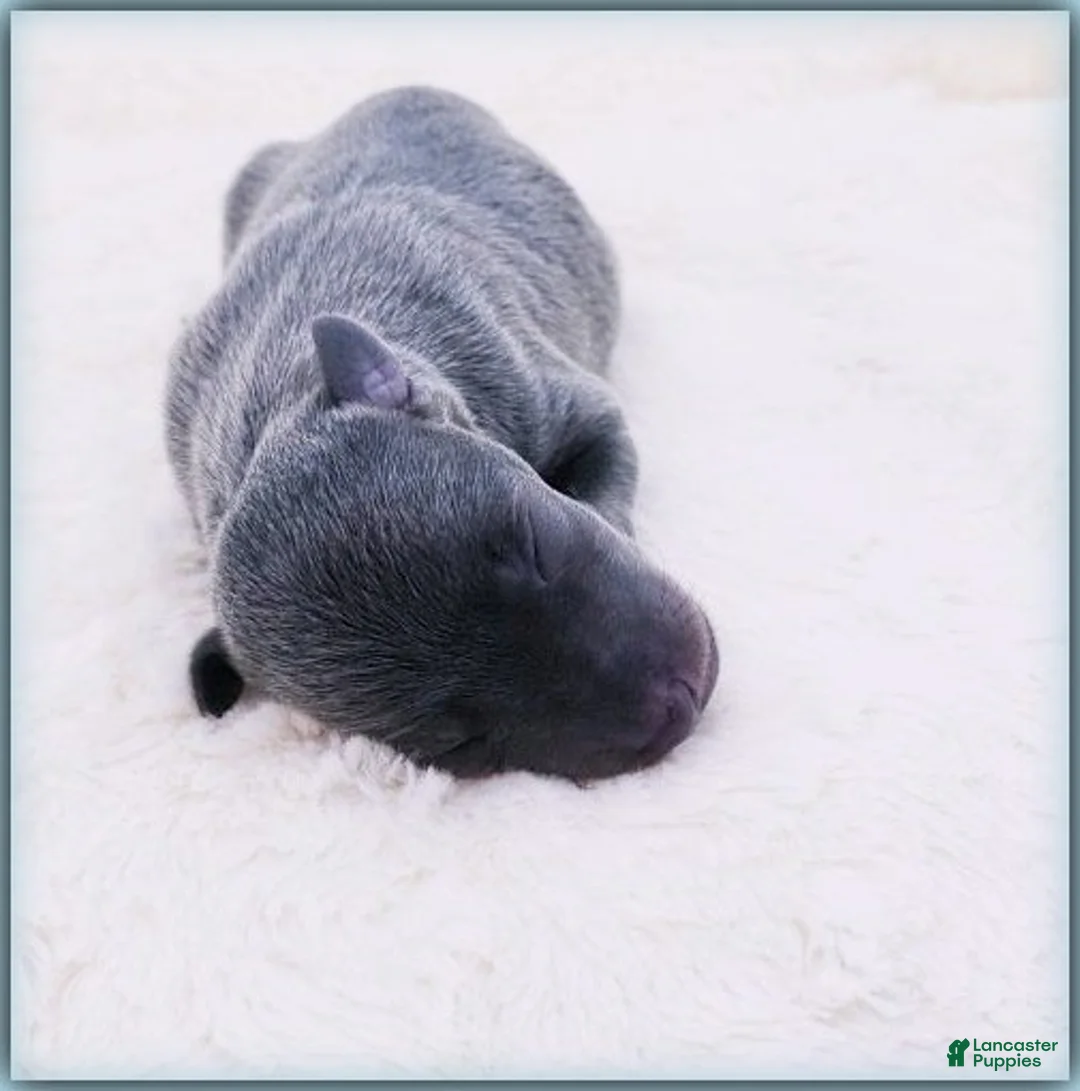 Italian Greyhound dogs for sale: Darrow - Ad 1