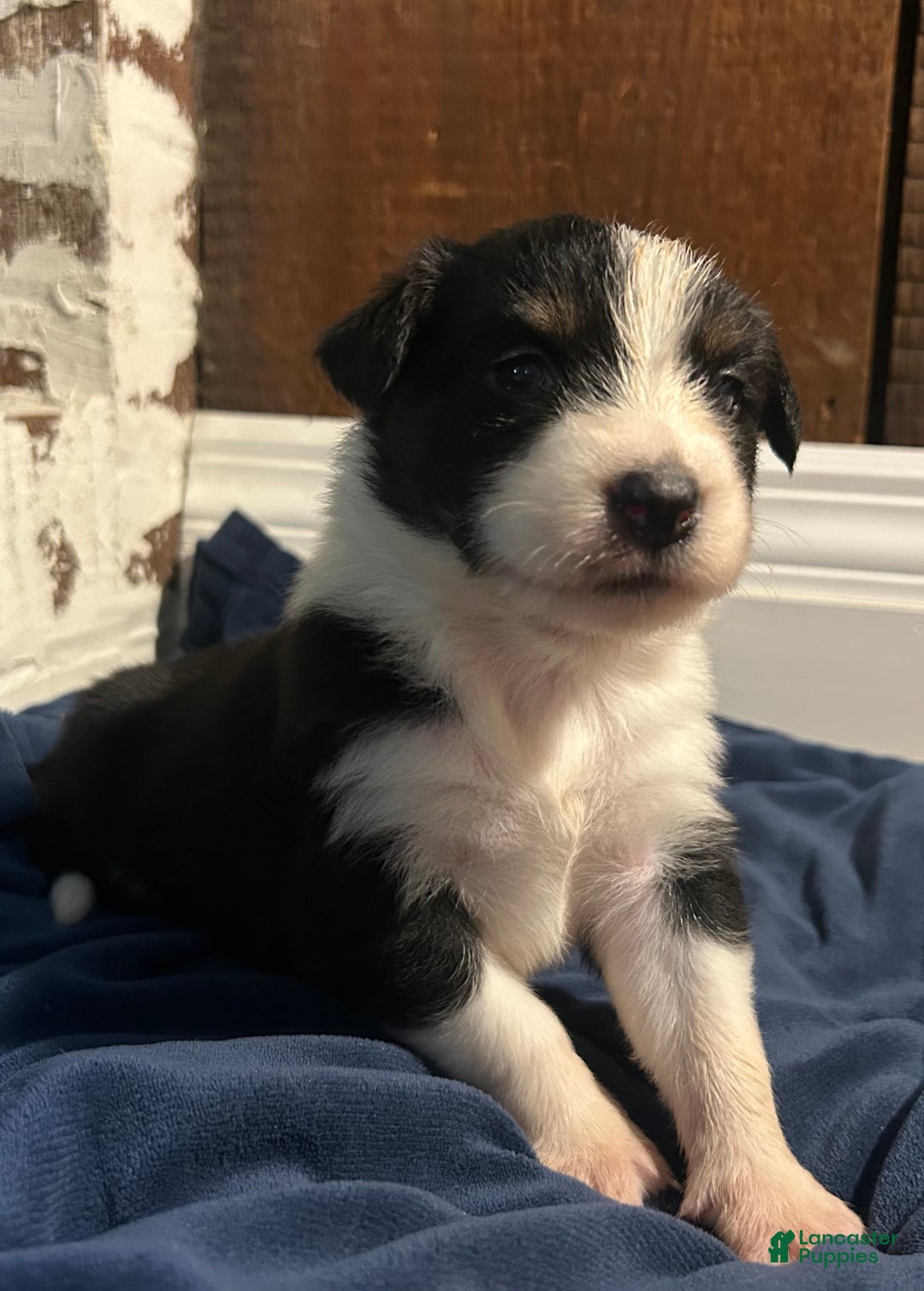 Australian Shepherd dogs for sale: Ruth - Ad 46