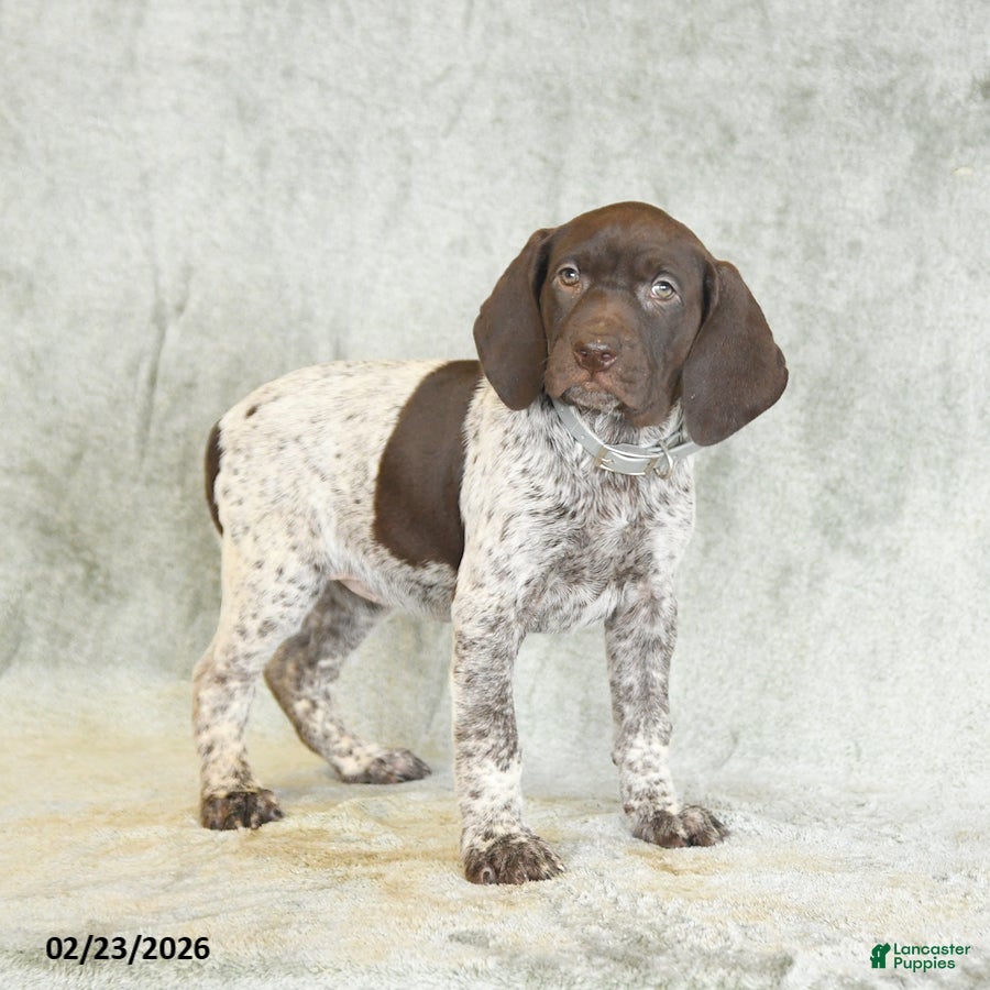 German Shorthaired Pointer dogs Buttercup - Ad 2