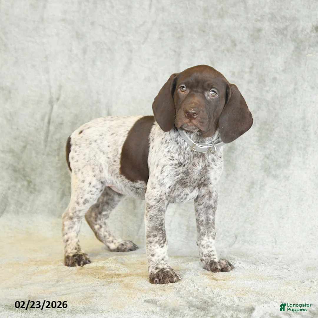 German Shorthaired Pointer dogs for sale: Buttercup - Ad 2