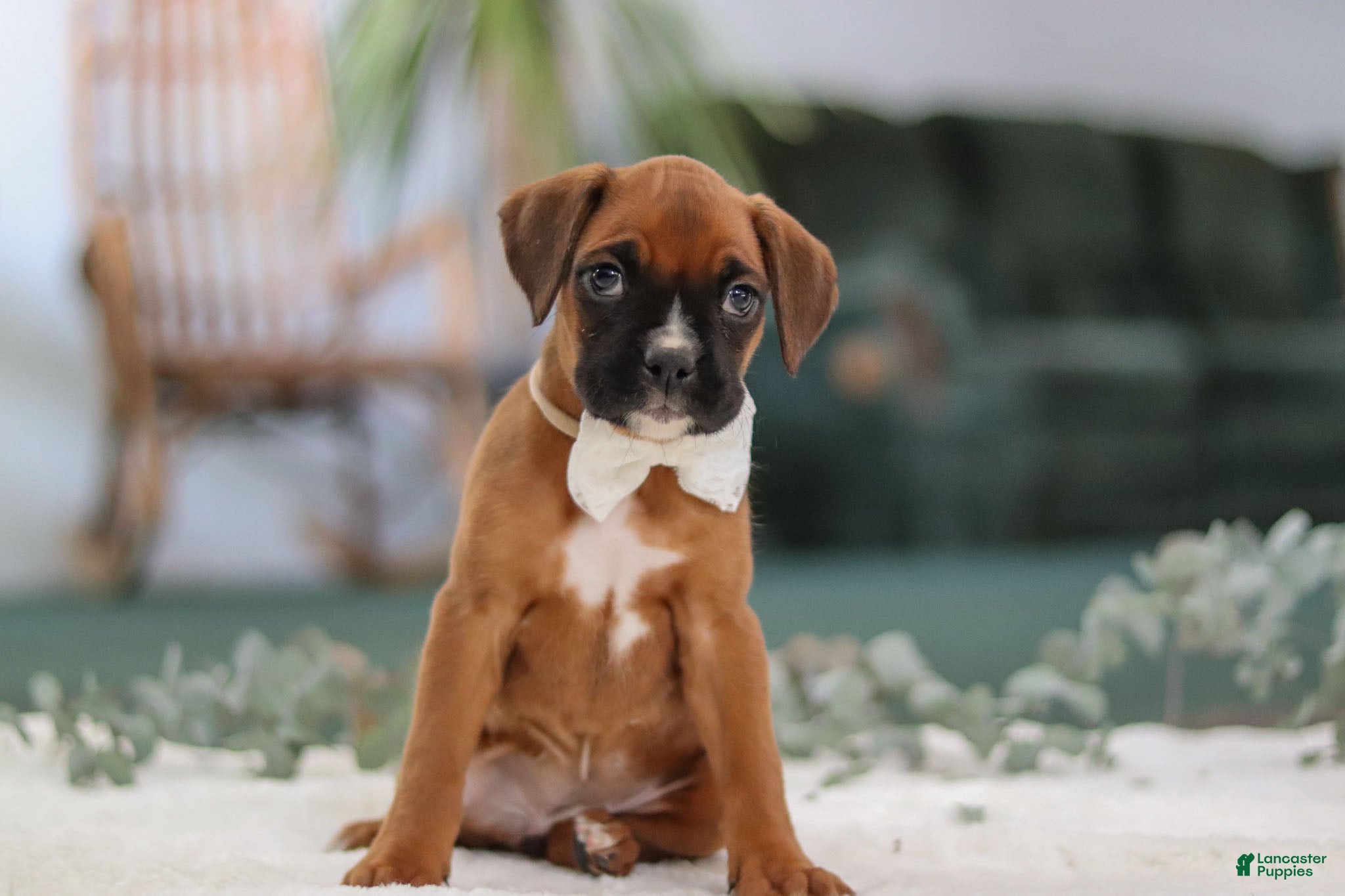 Boxer dogs Rosie - Ad 20