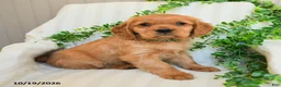 Miniature Golden Retriever dogs for sale: Murphy - Ad 3