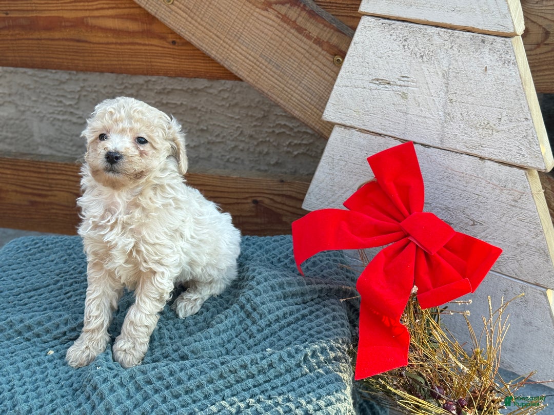 Bichpoo dogs for sale: Luca - Ad 6