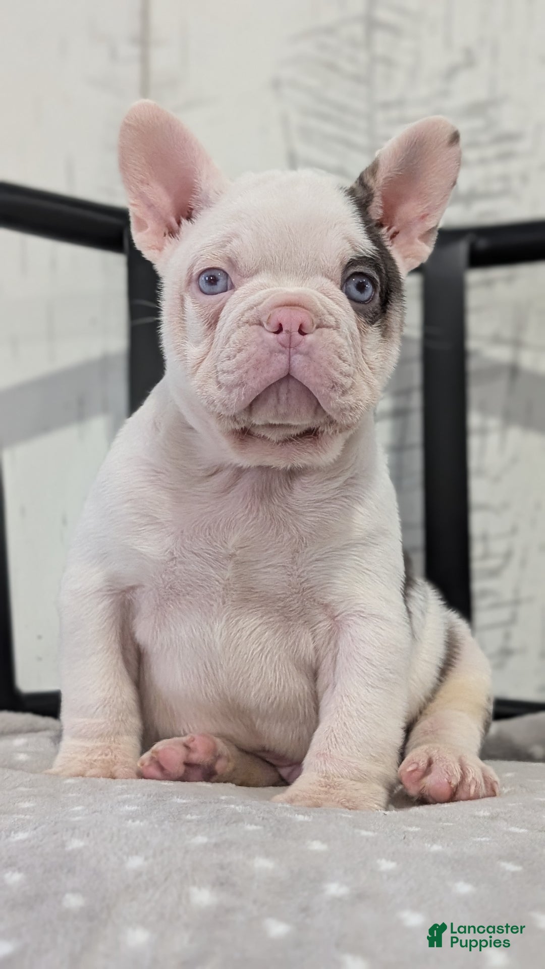 French Bulldog dogs for sale: Xander - Ad 8