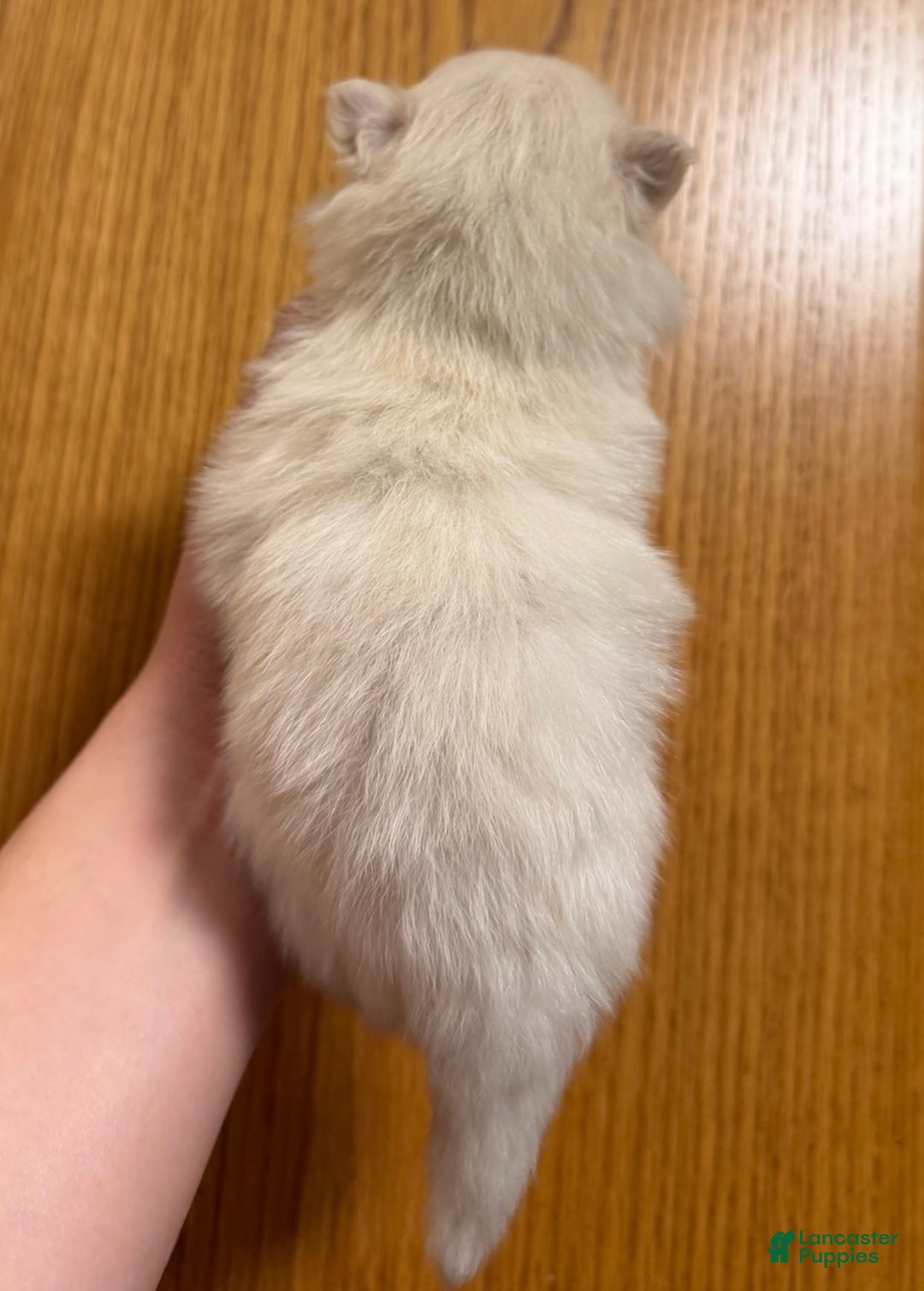 Pomeranian dogs for sale: Biscuit  - Ad 2