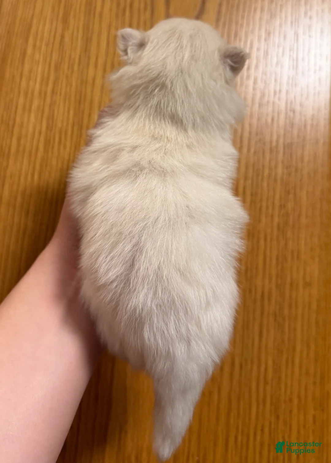 Pomeranian dogs for sale: Biscuit  - Ad 4