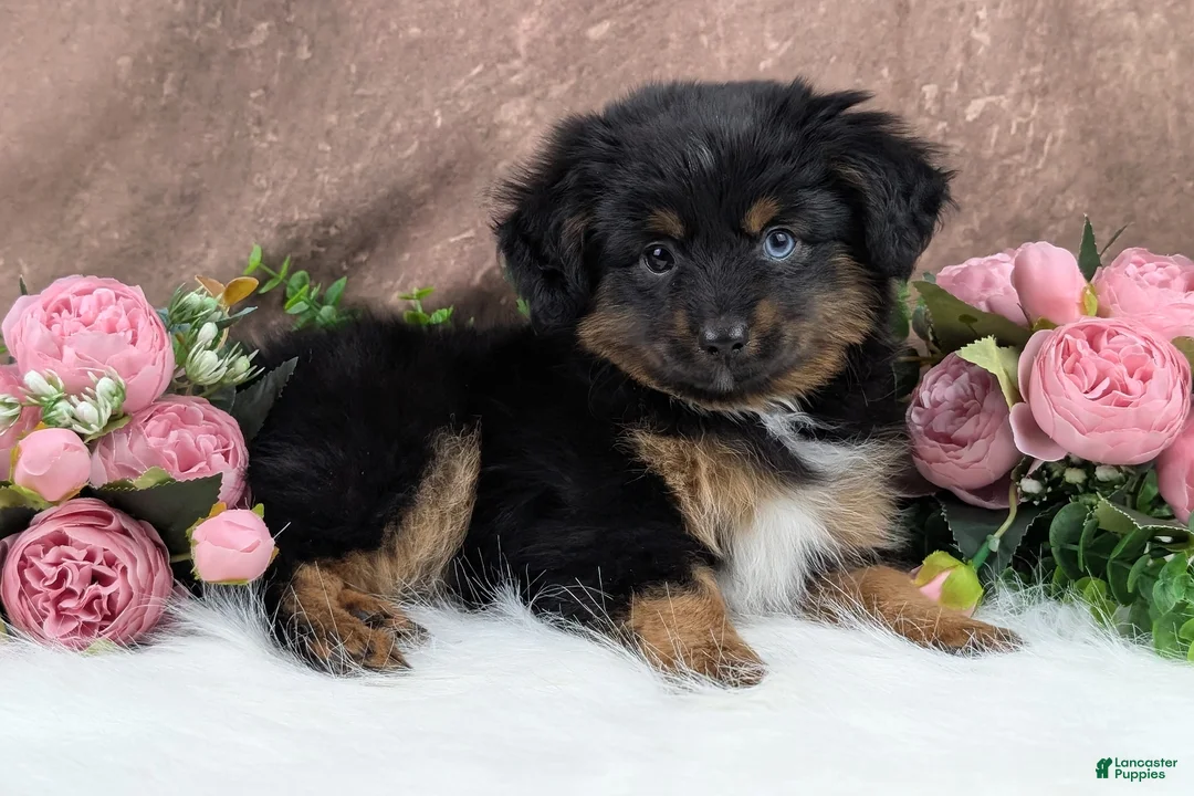 Toy Australian Shepherd dogs for sale: Brittlyn - Ad 2