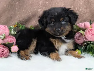 Toy Australian Shepherd dogs Brittlyn - Ad 2