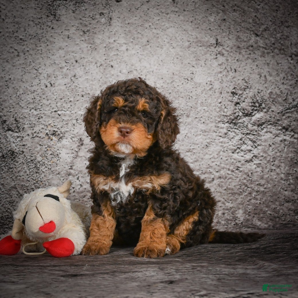 Mini Goldendoodle dogs Myla - Ad 2