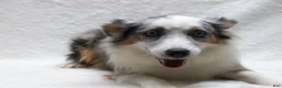 Miniature Australian Shepherd dogs for sale: Blaze - Ad 6