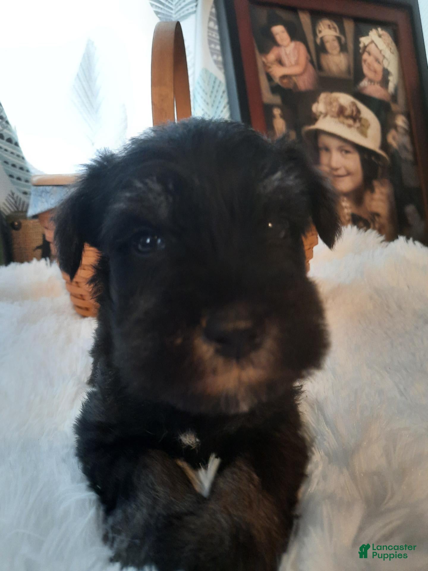Miniature Schnauzer