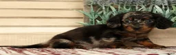 Miniature Dachshund dogs for sale: Milo - Ad 6