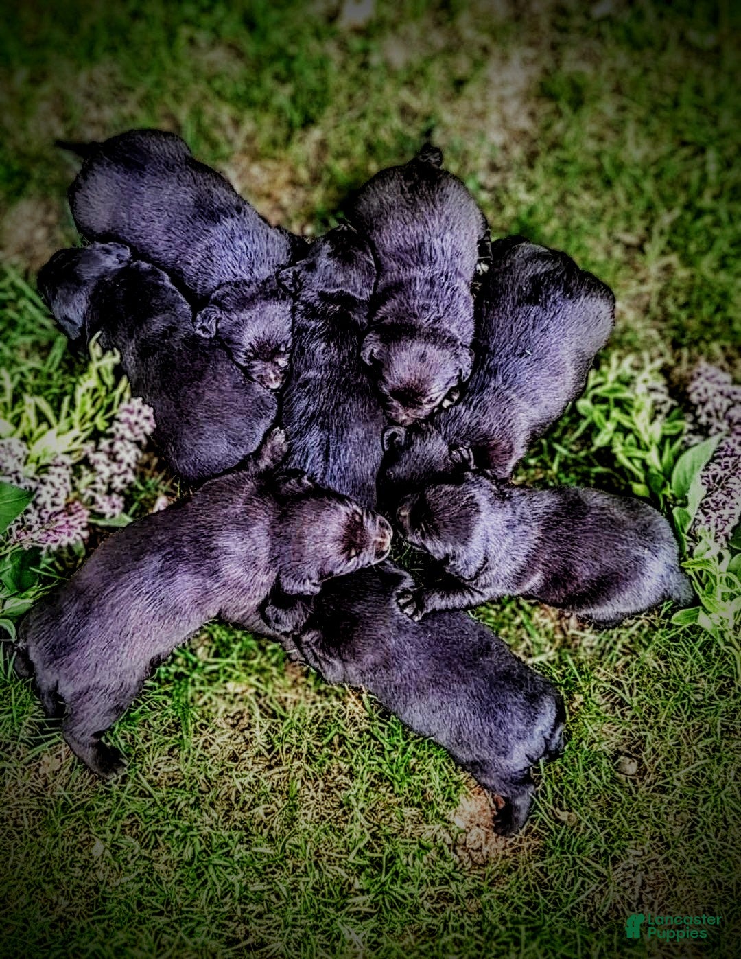 Mixed Breed dogs for sale: Mixed Breed Puppy 3 - Ad 1