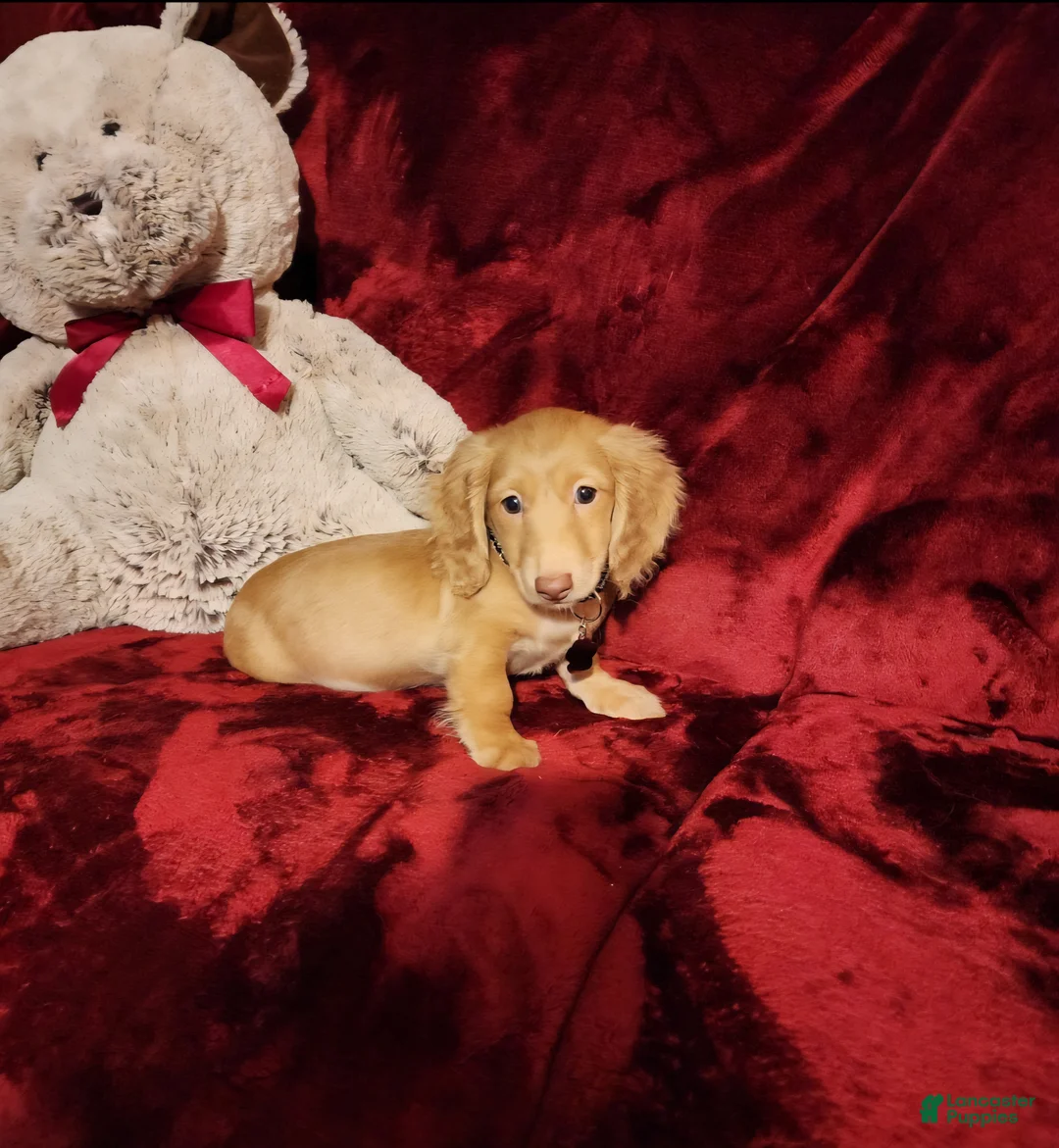 Miniature Dachshund dogs for sale: SUNNY - Ad 2