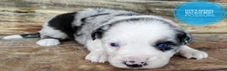 Miniature Australian Shepherd dogs for sale: Possum  - Ad 6