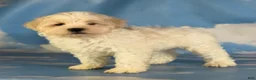Schnoodle dogs for sale: Pongo - Ad 10