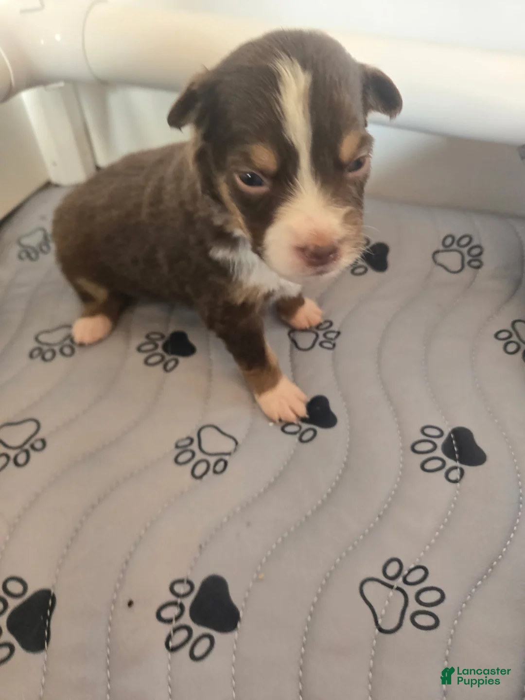 Australian Shepherd dogs for sale: Australian Shepherd Puppy 7 - Ad 1