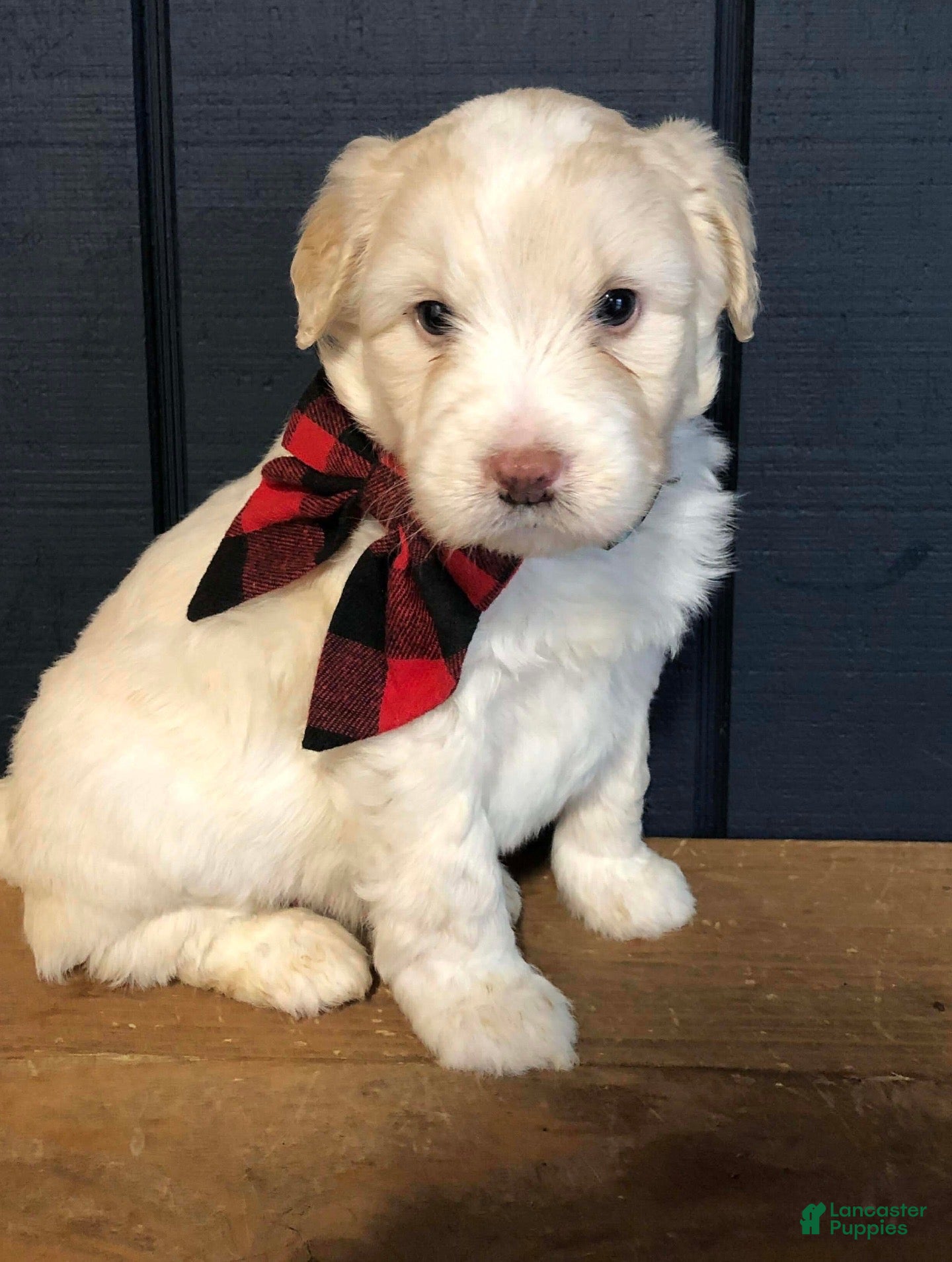 Aussiedoodle dogs North - Ad 4