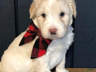 Aussiedoodle dogs North - Ad 5