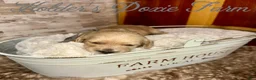 Miniature Dachshund dogs for sale: Sleepy  - Ad 3