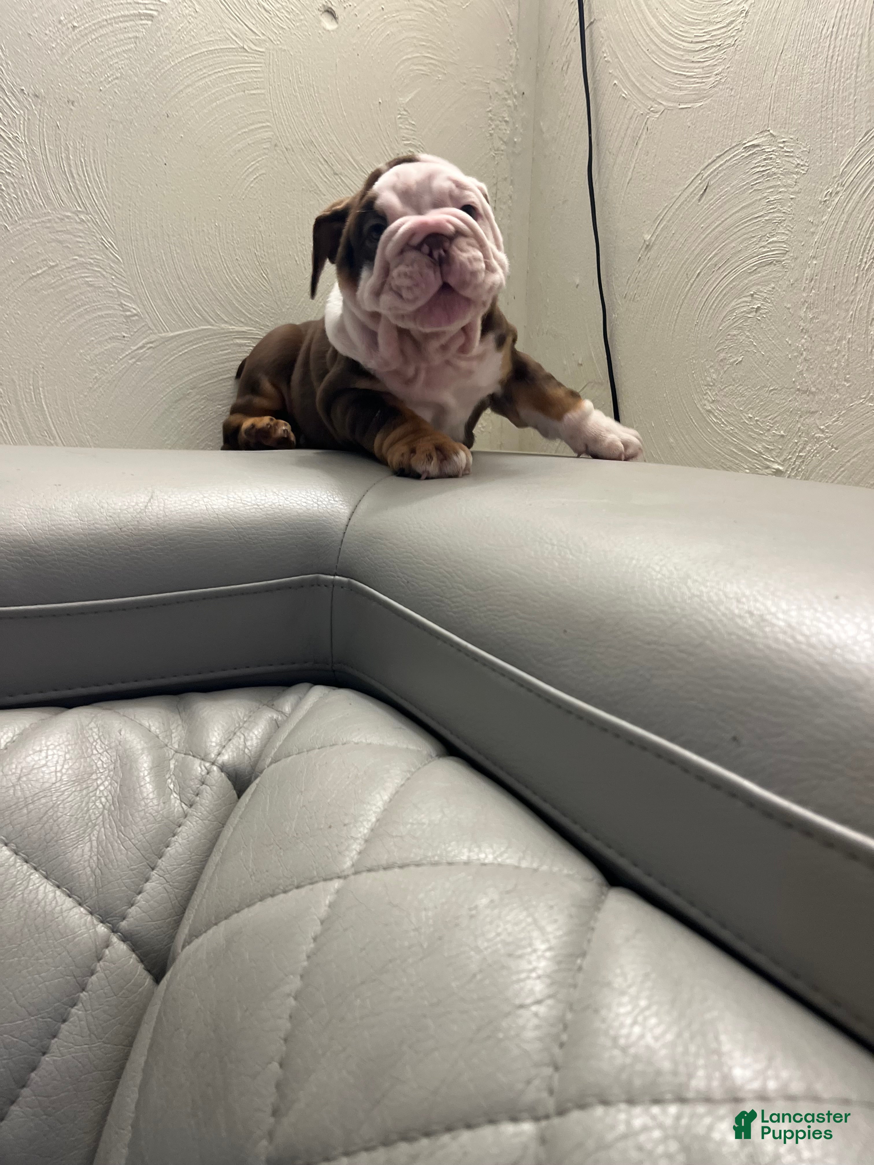 English Bulldog dogs English Bulldog Puppy 4 - Ad 17