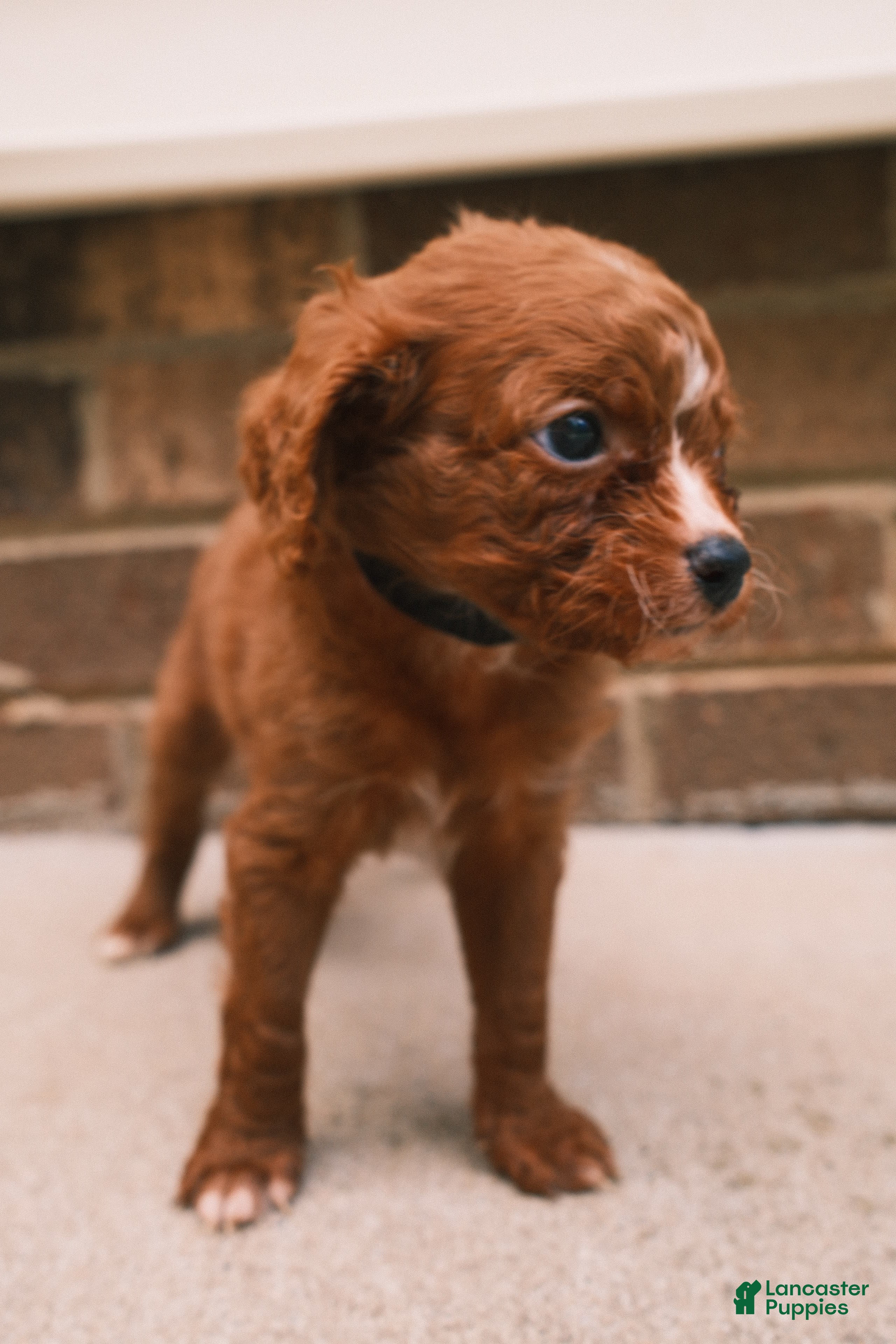 Cavapoo dogs Red - Ad 1
