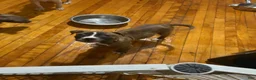 Mixed Breed dogs for sale: Mixed Breed 2 - Ad 3