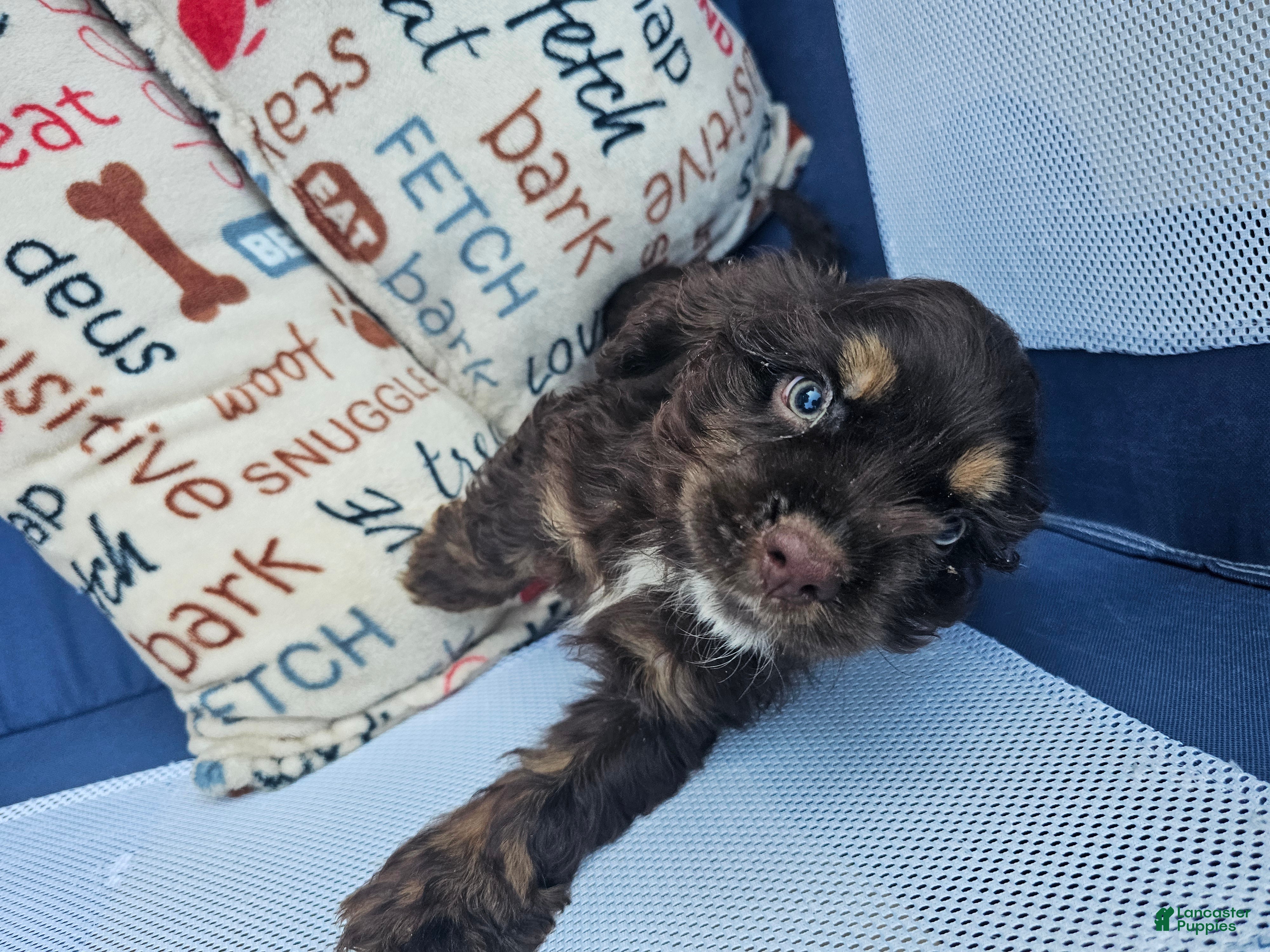 Cocker Spaniel dogs Cocker Spaniel 3 - Ad 1