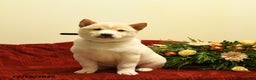Shiba Inu dogs for sale: Elsa - Ad 1