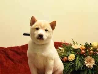 Shiba Inu dogs Elsa - Ad 34
