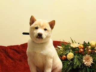 Shiba Inu dogs Elsa - Ad 13