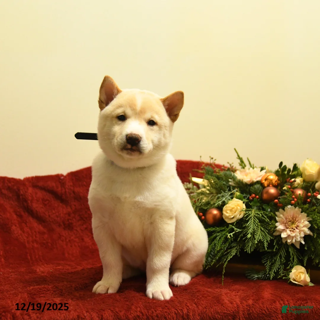 Shiba Inu dogs for sale: Elsa - Ad 1