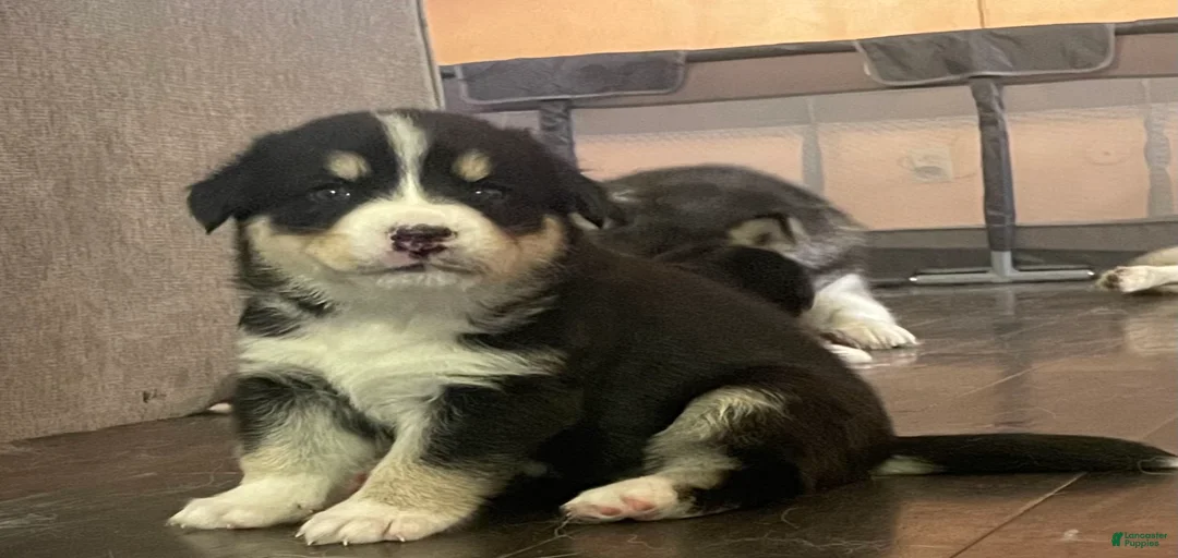 Gallery Image {{count}}