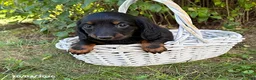 Dachshund dogs for sale: Teddy - Ad 3