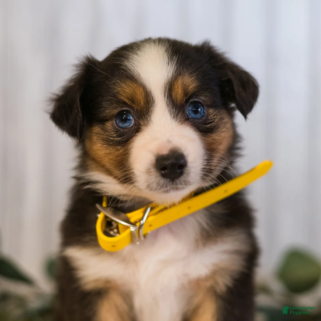 Miniature Australian Shepherd dogs for sale: Gracie  - Ad 1