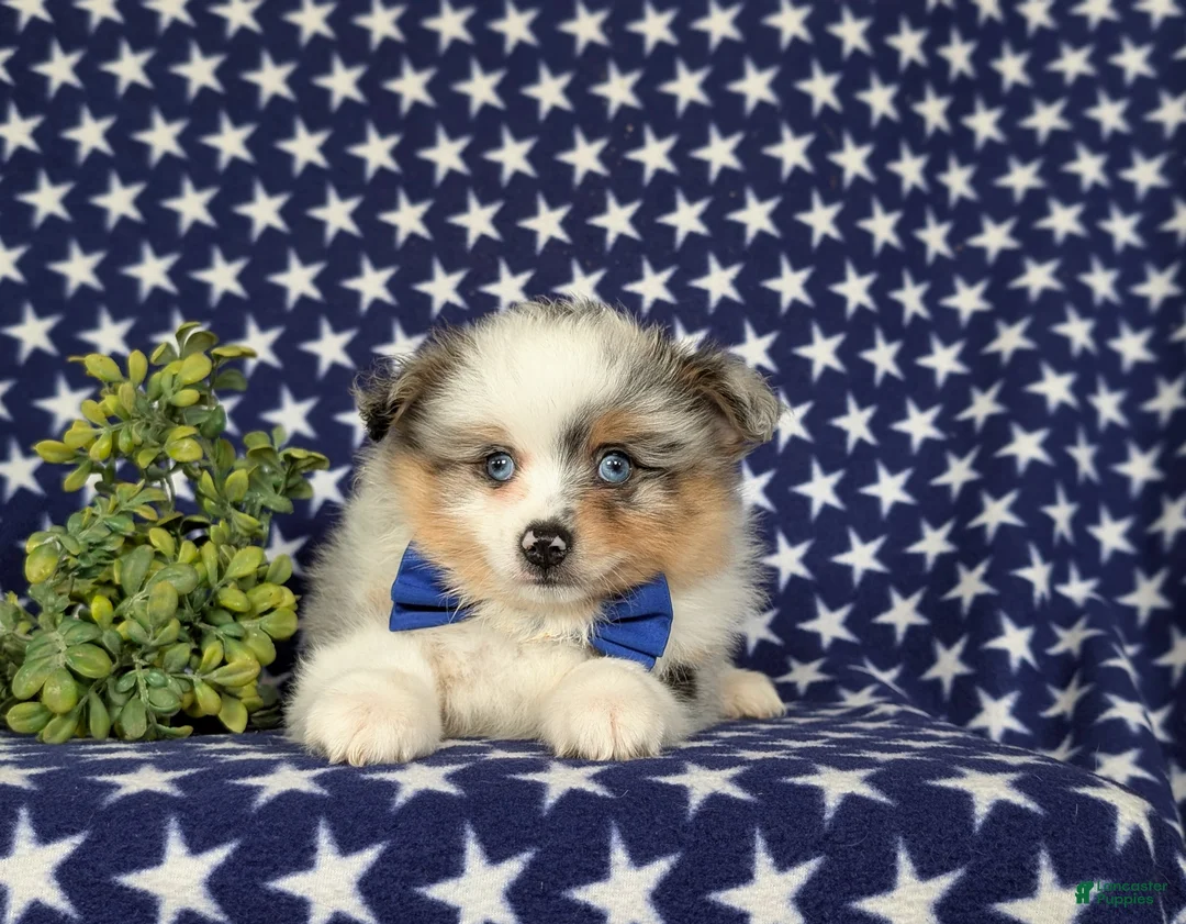 Pomeranian dogs for sale: Miguel - Ad 5