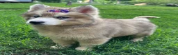 Siberian Husky dogs for sale: RISA - Ad 3